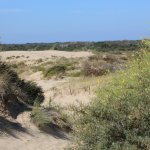 6.4.08.LA PANNE, Westhoek (7)